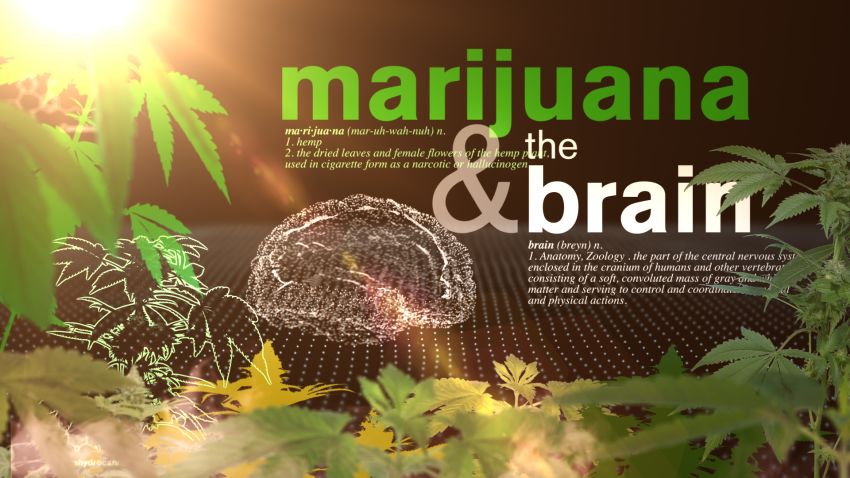 Using marijuana may affect your ability to think and plan, study says .